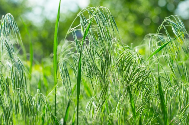 textuur achtergrond groen gras