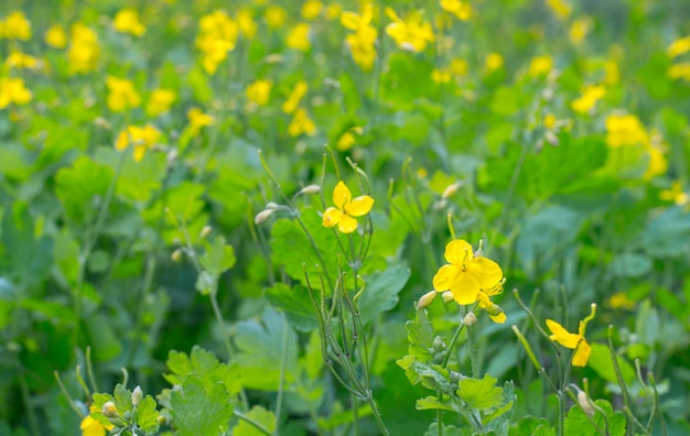 textuur achtergrond groene plant