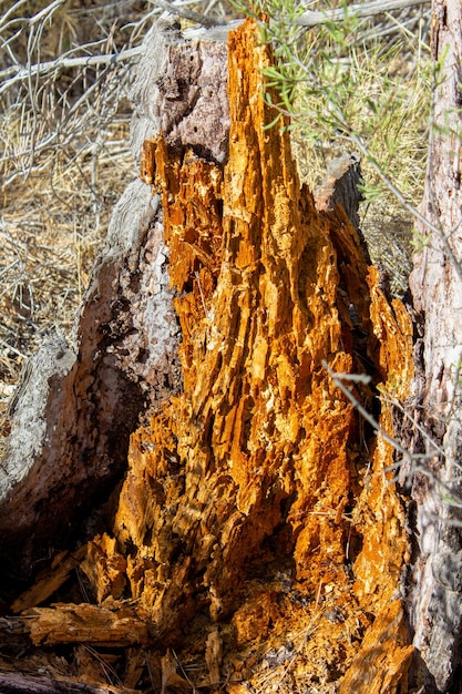 Textuur en wortel van een oude dode dennenboom
