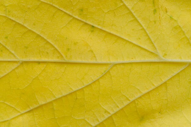 Foto textuur geel esdoornblad op macrofoto