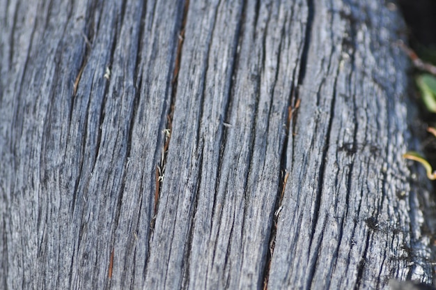 Textuur het oppervlak van hout