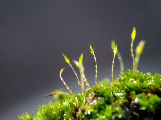 Textuur Macro Moss en Droplet