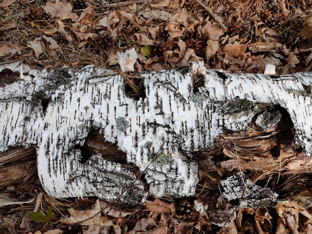 Textuur van berkenschors op droge bruine bladeren in het bos