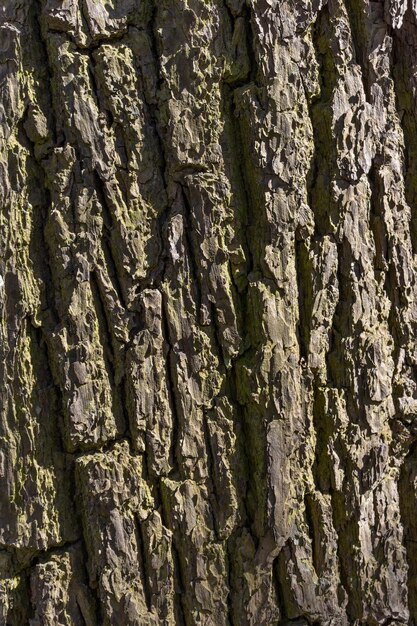 Textuur van boomkorst Natuur achtergrond Selectieve focus