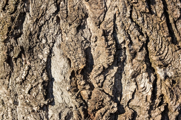 Textuur van de boomschors. houten achtergrond