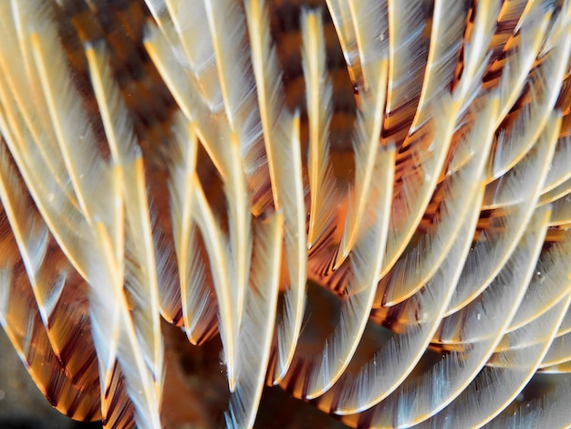 Textuur van de kieuwen van een kokerworm Sabella spallanzani Onderwaterfoto van een levend dier