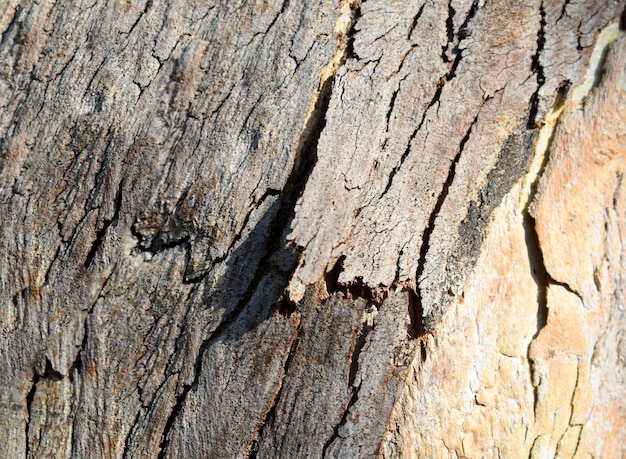 Textuur van de schors van de eucalyptusboom