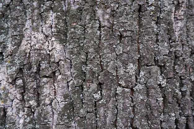 Textuur van de schors van een oude eiken close-up