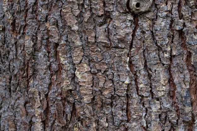 Textuur van de schors van himalaya ceder cedrus deodara