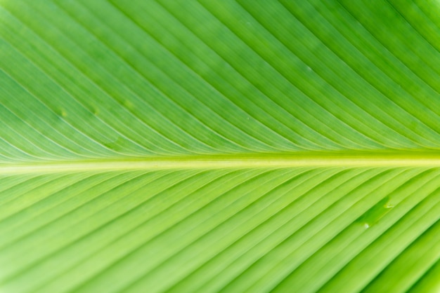 Textuur van een bananenblad