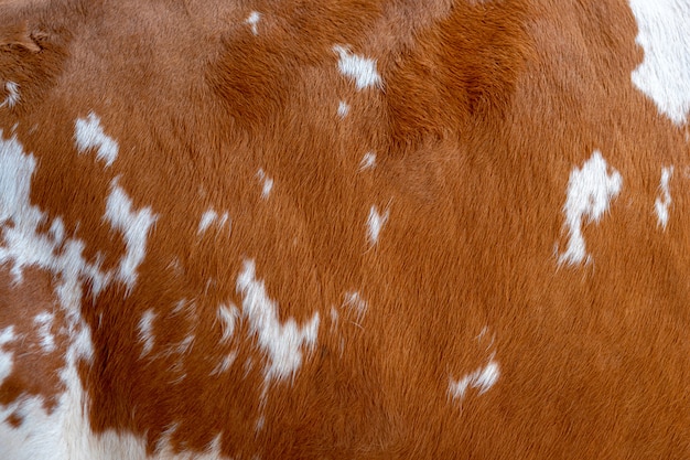 Foto textuur van een bruine koejas