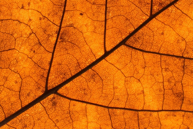 Textuur van een dood blad in de herfst