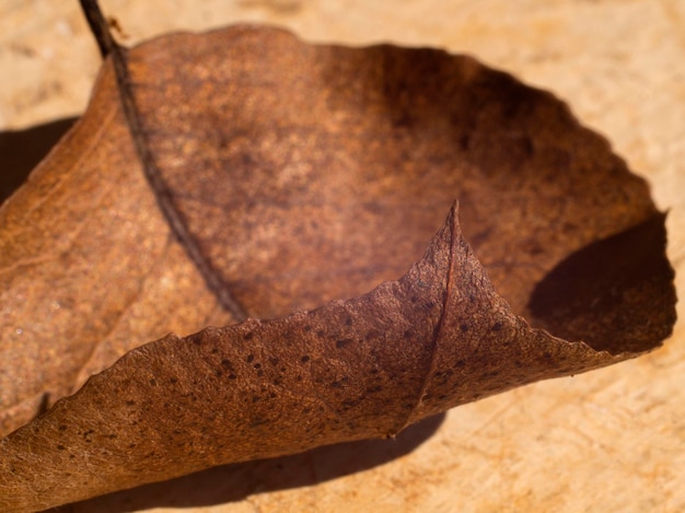 Textuur van een droog perenblad close-up