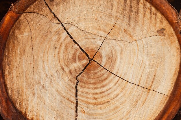 Foto textuur van een gesneden boom met eenjarige ringen