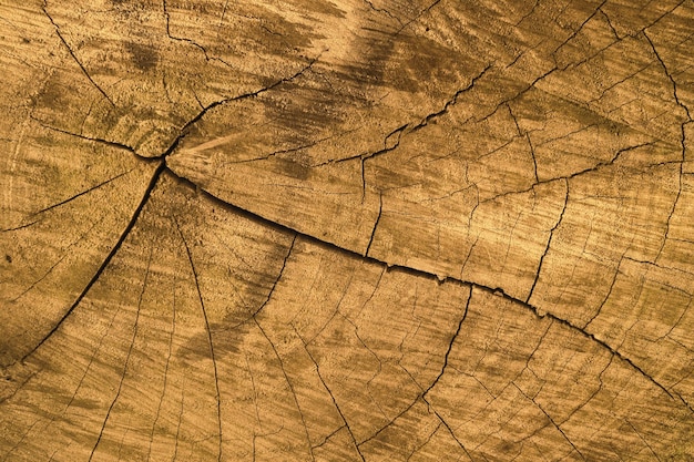 Foto textuur van een gesneden boomstam met jaarlijkse cirkels close-up abstracte natuur hout achtergronden