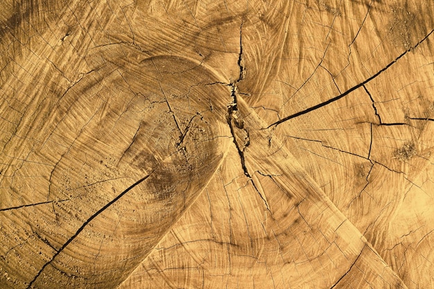 Textuur van een gesneden boomstam met jaarlijkse cirkels close-up Abstracte natuur hout achtergronden