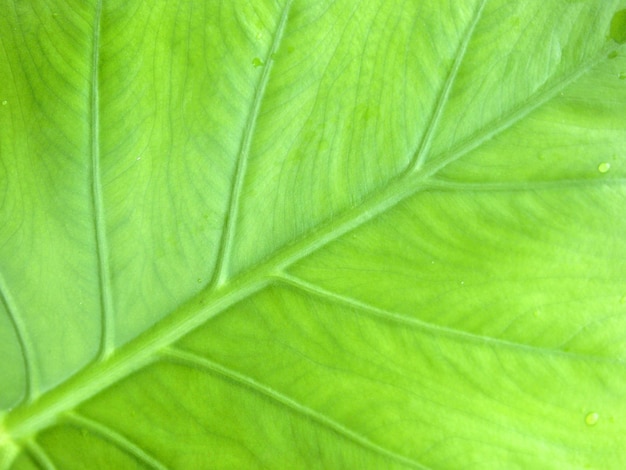 Textuur van een groen blad als achtergrond