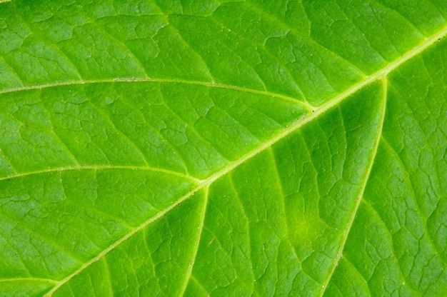Textuur van een groen blad van een installatie dicht omhoog