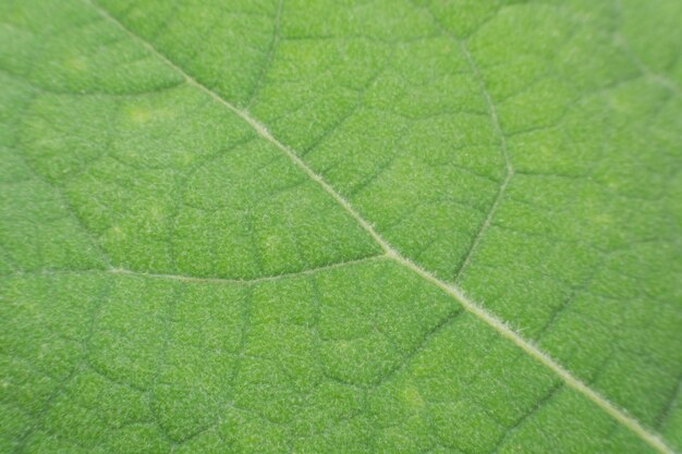 Textuur van een groen blad