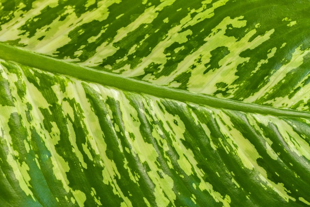 Textuur van een groot tropisch groen blad met gele vlekken.