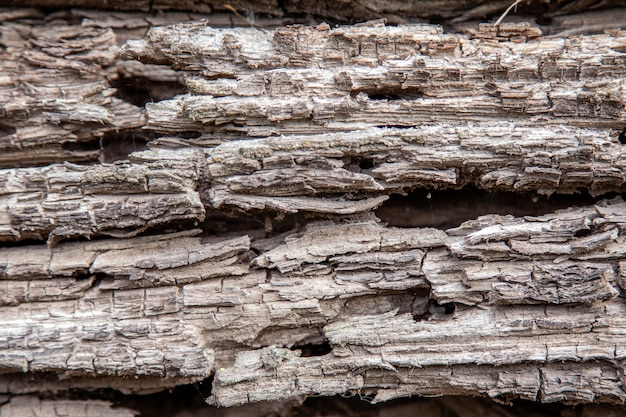 Textuur van een oud rot houten logboek