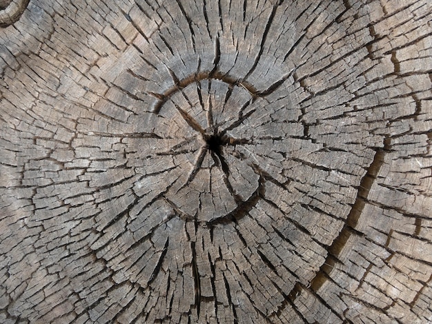 Textuur van een oude boom met jaarringen en scheuren