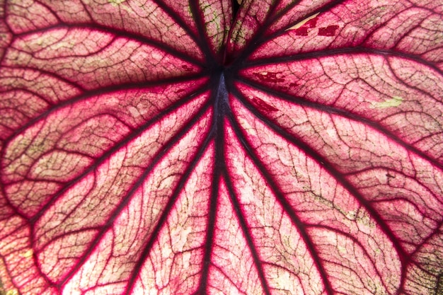 Foto textuur van een rood blad