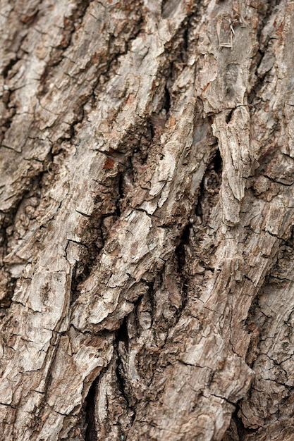 Textuur van eiken, eiken schors close-up. verticale foto