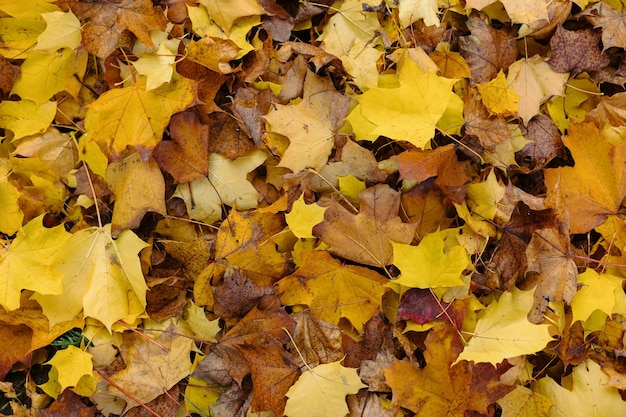 Foto textuur van gele bladeren close-up een stapel herfstbladeren