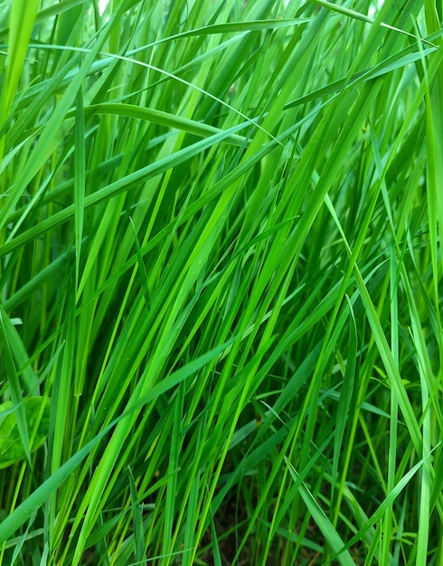 Textuur van groen gras in het veld