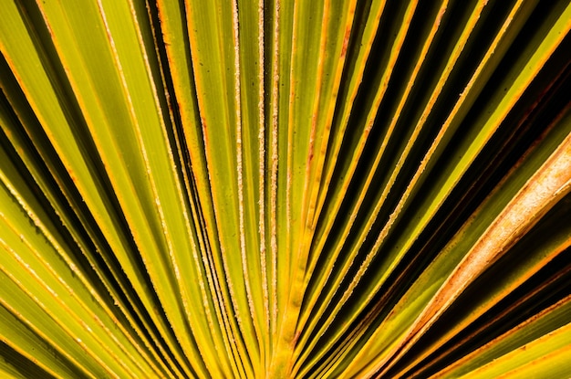 Textuur van groen palmblad