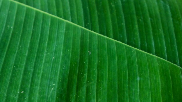 Textuur van groene bananenbladeren Bananenbladeren achtergrond