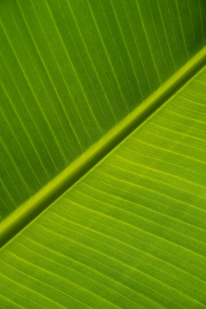 Textuur van groene bladeren van bananenpalm, ecologische achtergrond van exotisch verlof