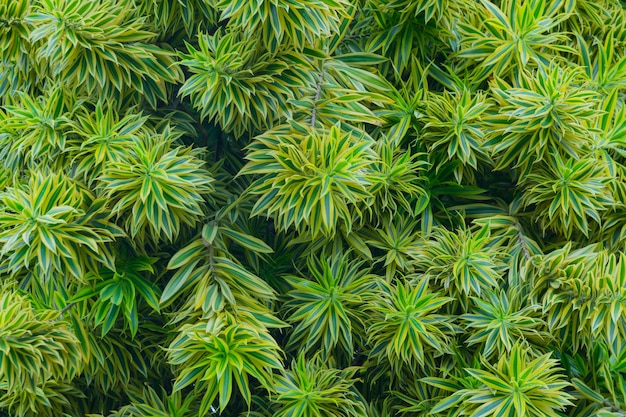 Textuur van groene bladeren van een tropische boom.