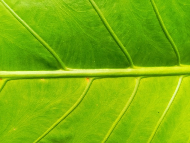 Textuur van het close-up de groene blad.