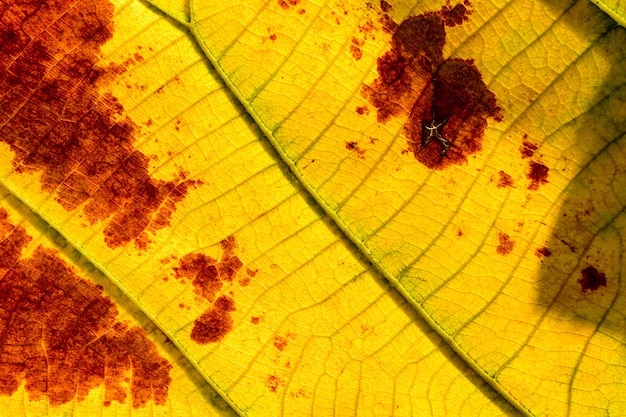 Textuur van het close-up de perfecte gele en oranje blad