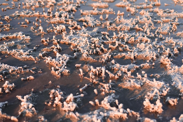 Textuur van het roze zout Close-up van roze meer