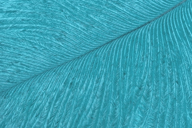 Textuur van lichtblauwe tropische vogelveer achtergrond macro Structuur van cerulean pluizig verenkleed