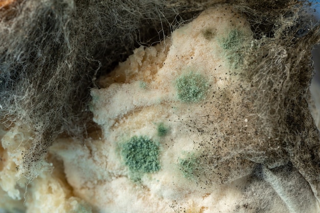 Textuur van meeldauw aspergillus fumigatus op het brood