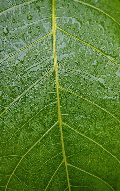 Textuur van nat groen blad na regen.