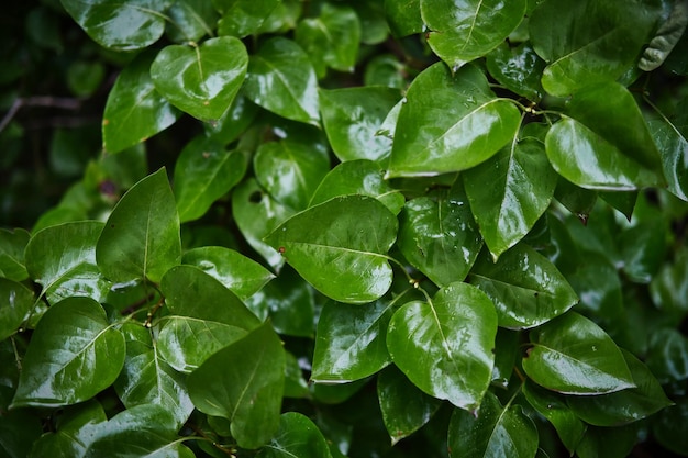 Textuur van natte groene bladeren met waterdruppels Abstracte natuurlijke achtergrond