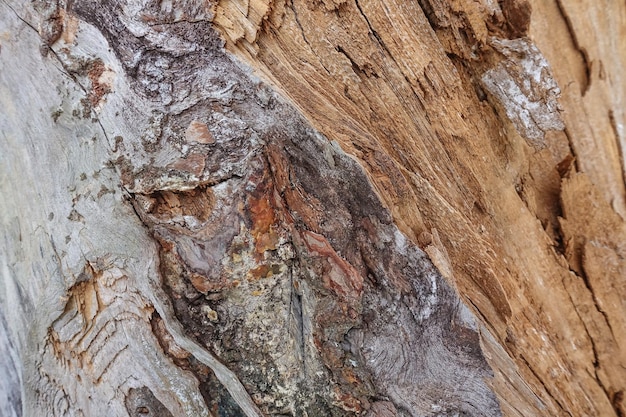 Textuur van oud gebarsten hout Gebarsten oppervlak van droog logmateriaal Abstract hardhout natuurlijk bosmateriaal