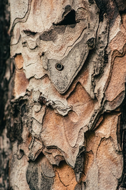 Textuur van oud pijnboomclose-up. ongelofelijk mooi patroon. kogel uit geweer sloeg boom. boom is beschadigd. negatieve invloed van de mens op de natuur. macrofotografie.