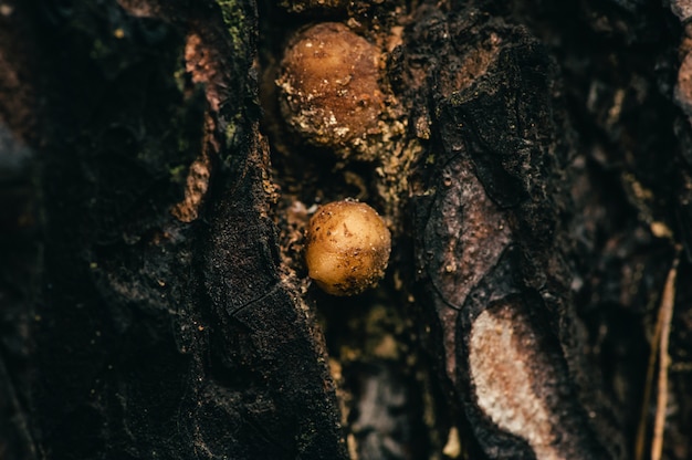 Textuur van oud pijnboomclose-up