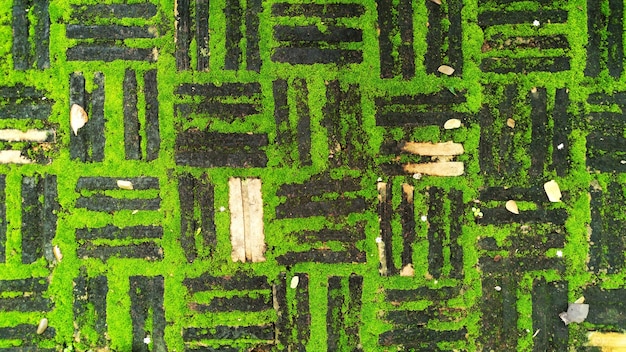 Textuur van oude baksteen met groen mos