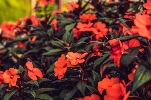 Textuur van rode bloemen en groene bladeren