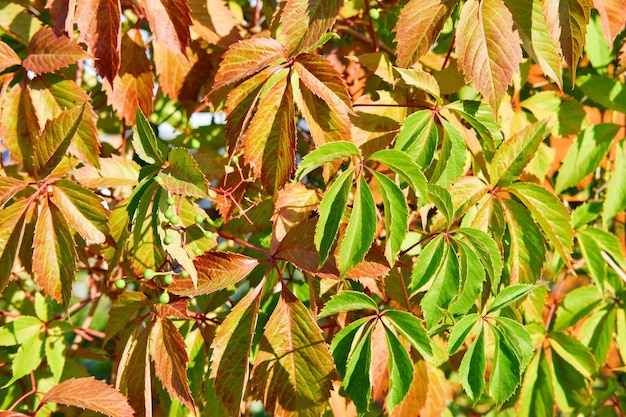 Textuur van rode en groene druivenbladeren als natuurlijke achtergrond.