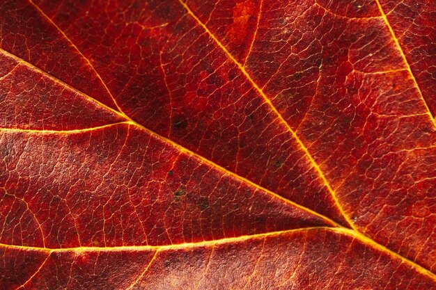 Textuur van rode herfstblad macro