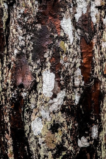 Textuur van schors houten natuurlijke achtergrond