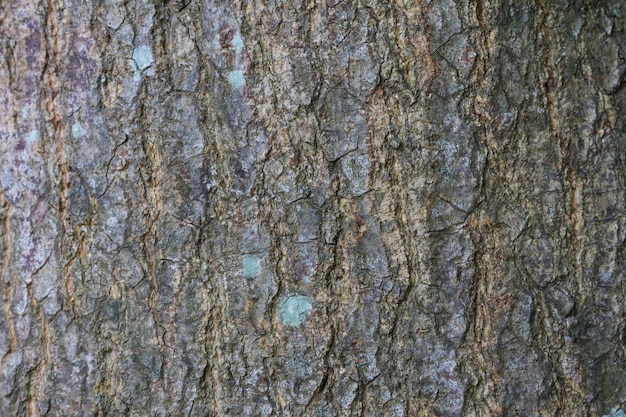 Textuur van schorshout